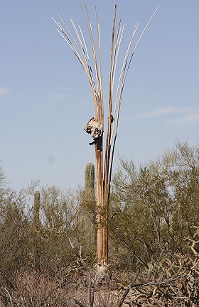 Saguaro National Park