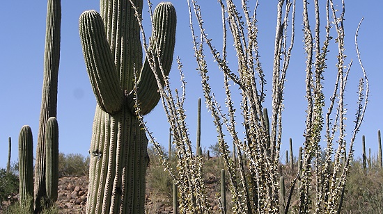 Saguaro National Park