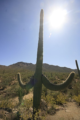 Saguaro National Park