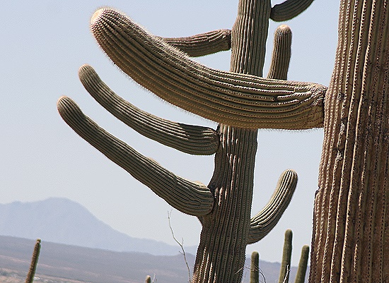 Saguaro National Park