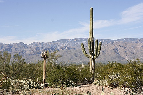 Saguaro National Park East Saguaro National Park East