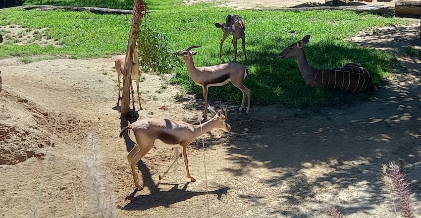 San Diego Zoo