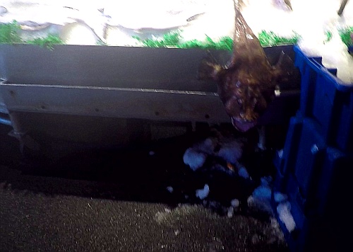 Pike Place Market Seattle - mit einer tuschend echten toter-Fisch-Attrappe werden die Leute erschreckt