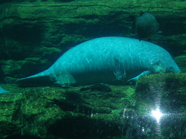 Manatees