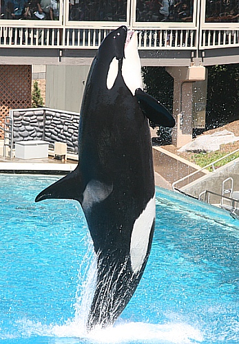 Seaworld San Diego - irgendein Shamu springt Seaworld San Diego - irgendein Shamu springt