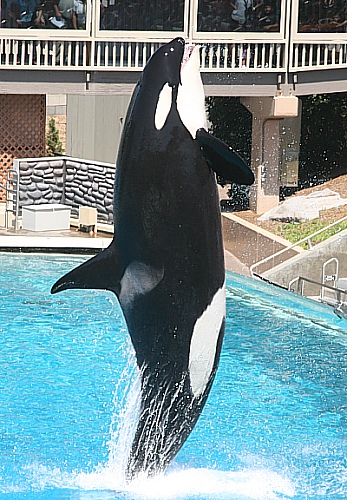 Seaworld San Diego  - irgendein Shamu springt