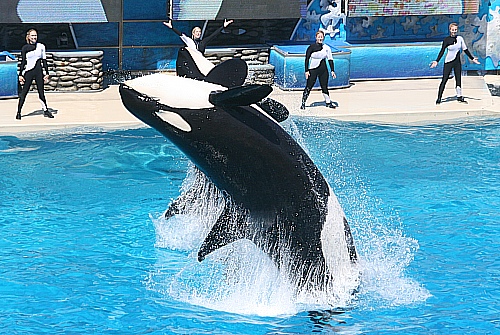 Seaworld San Diego  - zwei springende Shamus