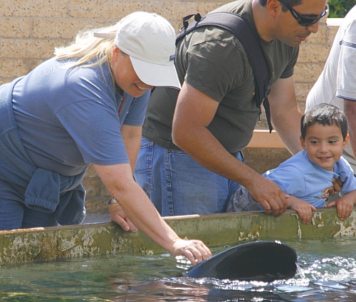 Seaworld San Diego - Stingraystreicheln Seaworld San Diego - Stingraystreicheln
