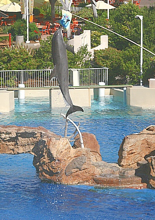 Seaworld San Diego  - Dolphin Discovery