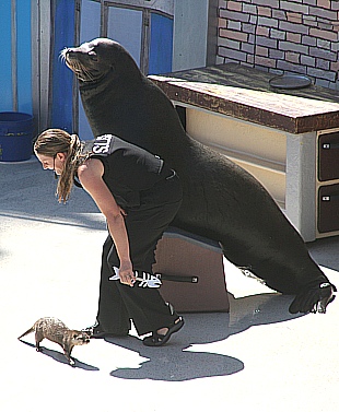 Seaworld San Diego  - Sea Lions Show