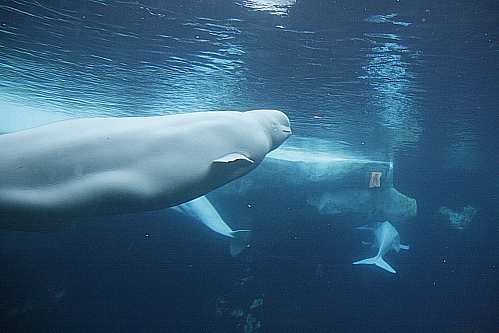 Seaworld San Diego - Wild Arctic Seaworld San Diego - Wild Arctic