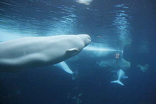 Seaworld San Diego - Wild Arctic