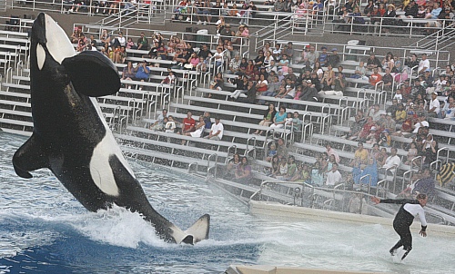 Seaworld San Diego - noch nen jumpin' Shamu