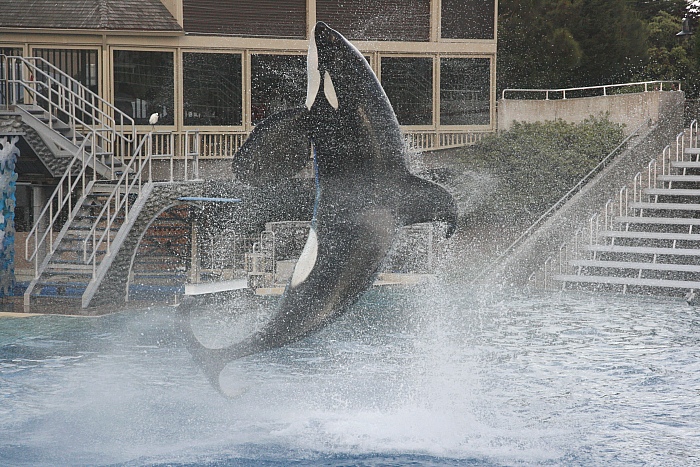 Seaworld San Diego  - das war's.......