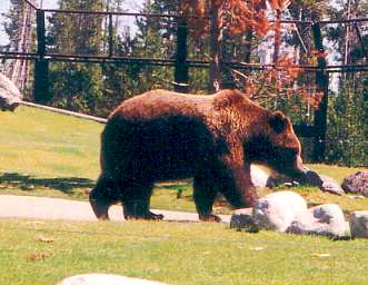 Grizzly Discovery Center Yellowstone