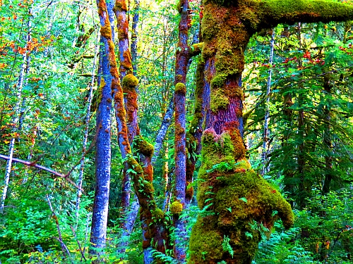 Twin Falls Trail Twin Falls Trail