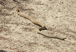 Rattlesnake @ Paria Movie Set