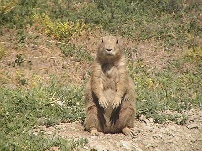 Theodore Roosevelt National Park