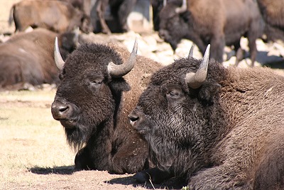 Bffel im Custer State Park