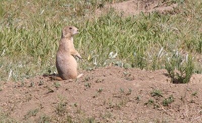 Prairie Dog - Prrie Hund