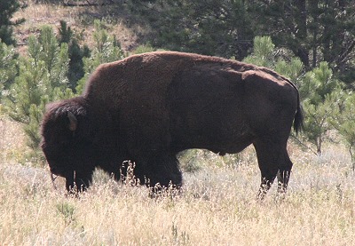 Bffel im Custer State Park