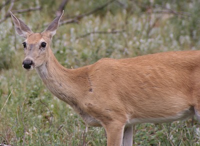 Pronghorn Weibchen