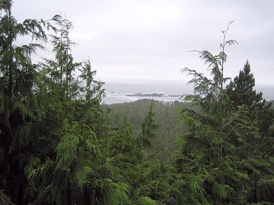 Tofino