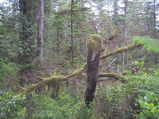 Tofino