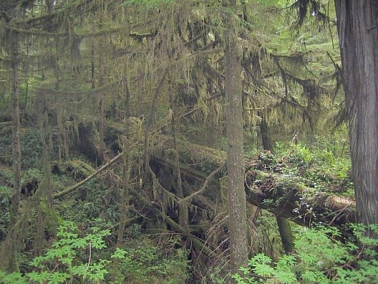 Tofino Tofino