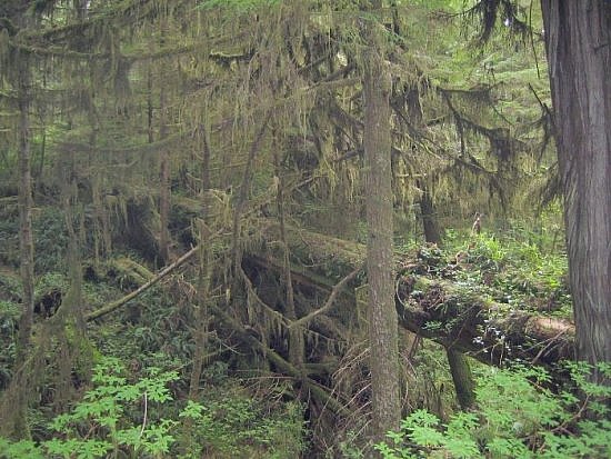 Tofino