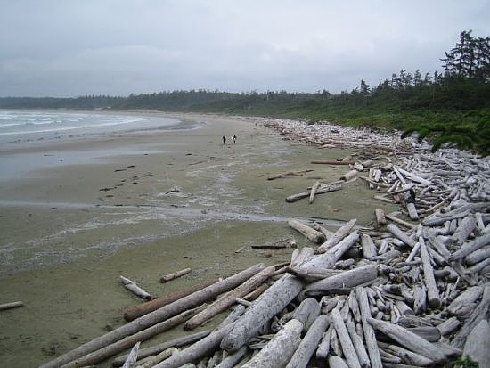 Tofino