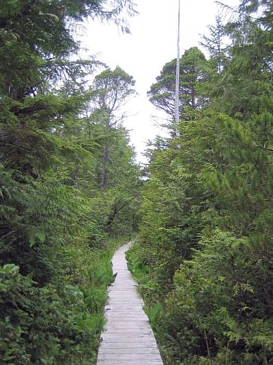 Tofino