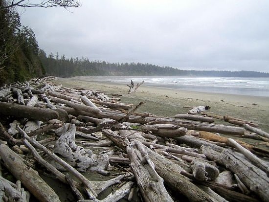 Tofino