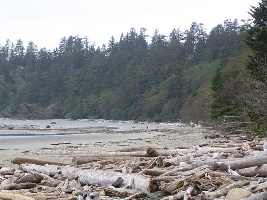 Tofino