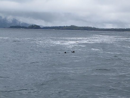 Tofino Tofino