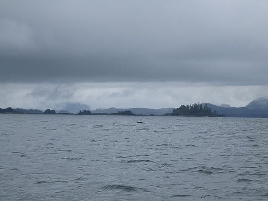 Tofino Tofino