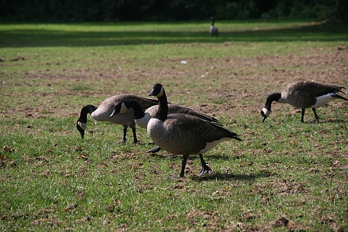 quak quak - oder wie machen Gänse? quak quak - oder wie machen Gänse?