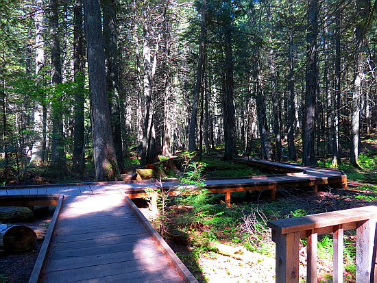 Trail of the Cedars