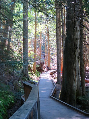 Trail of the Cedars