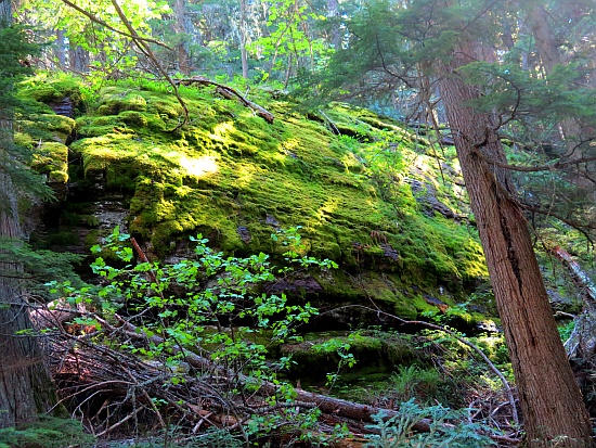 Trail of the Cedars