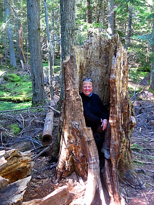Trail of the Cedars
