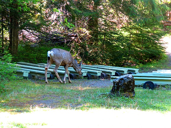 Trail of the Cedars - ein Mule Deer