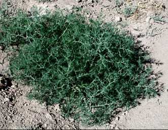 grne Tumbleweed / russische Distel