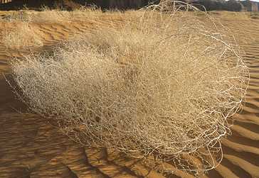 vertrocknete Tumbleweed / russiche Distel