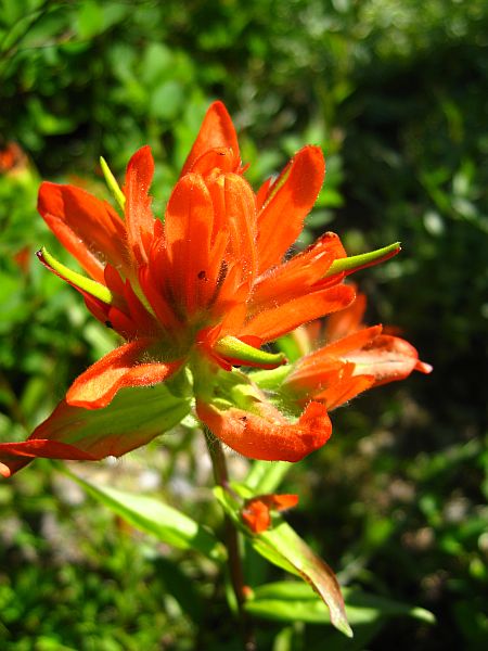 Giant Red Paintbrush