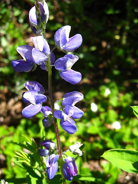 Broadleaf Lupine