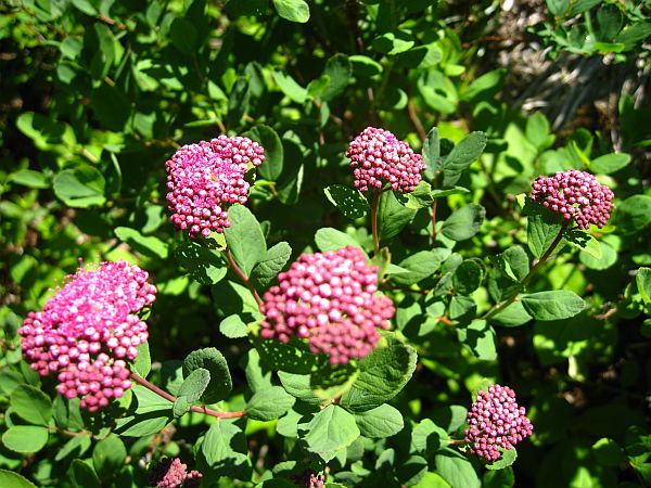 Subalpine Spirea