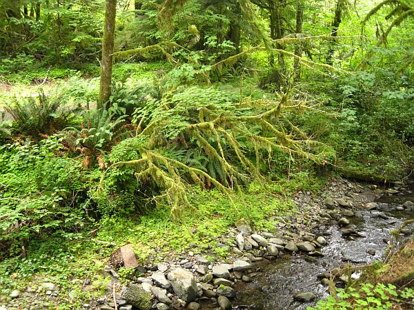 July Creek July Creek