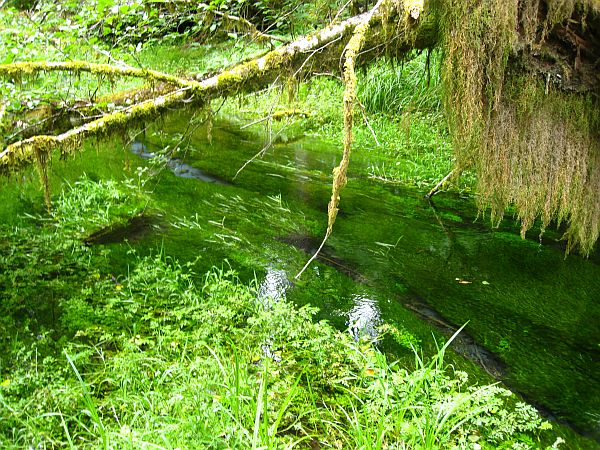Hall of Mosses Trail Hall of Mosses Trail