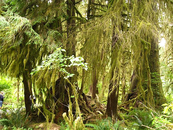 Hall of Mosses Trail Hall of Mosses Trail